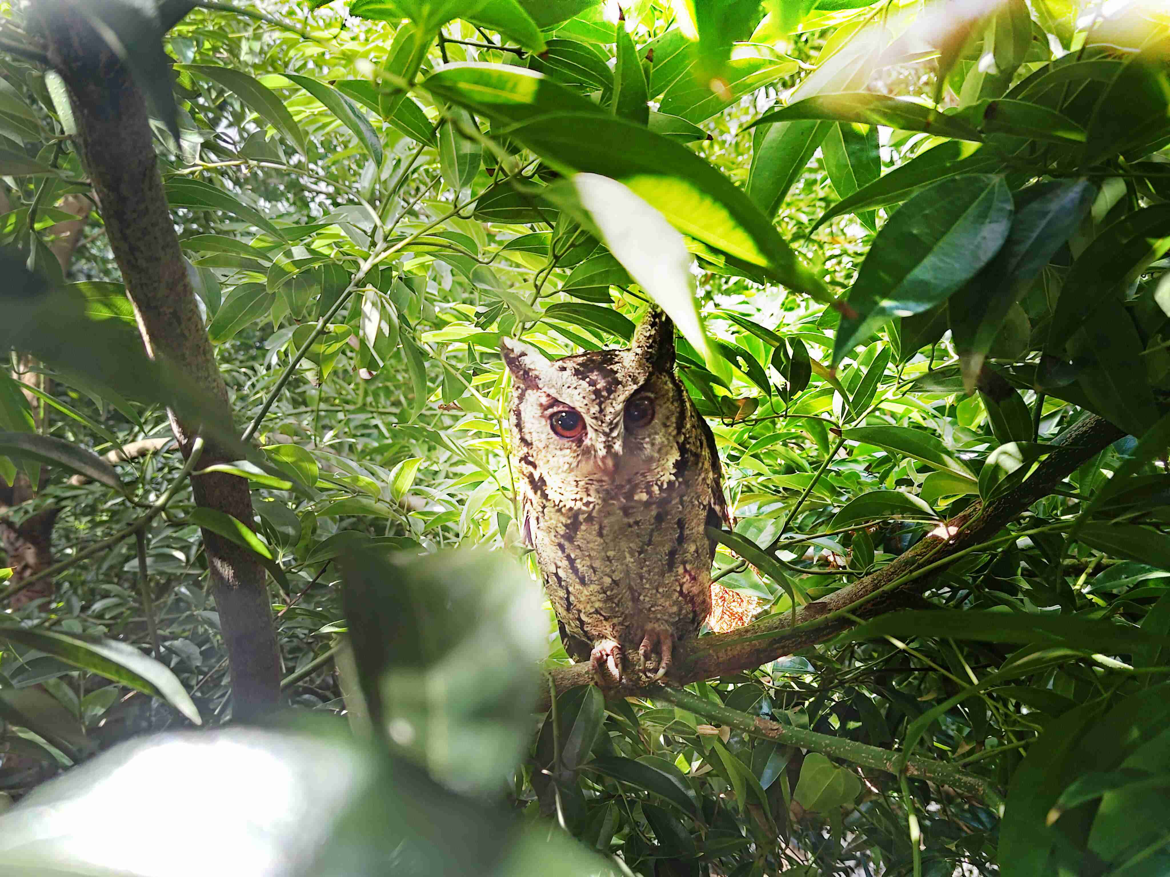 口袋牛店致力提倡净零绿生活，，，，16年以来在全球各厂区植树逾百万棵，，，，造就各厂区树木蔚然成林，，，犹如森林工厂，，，成为许多生物的栖息地
